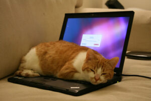 گربه روی لپ تاپ